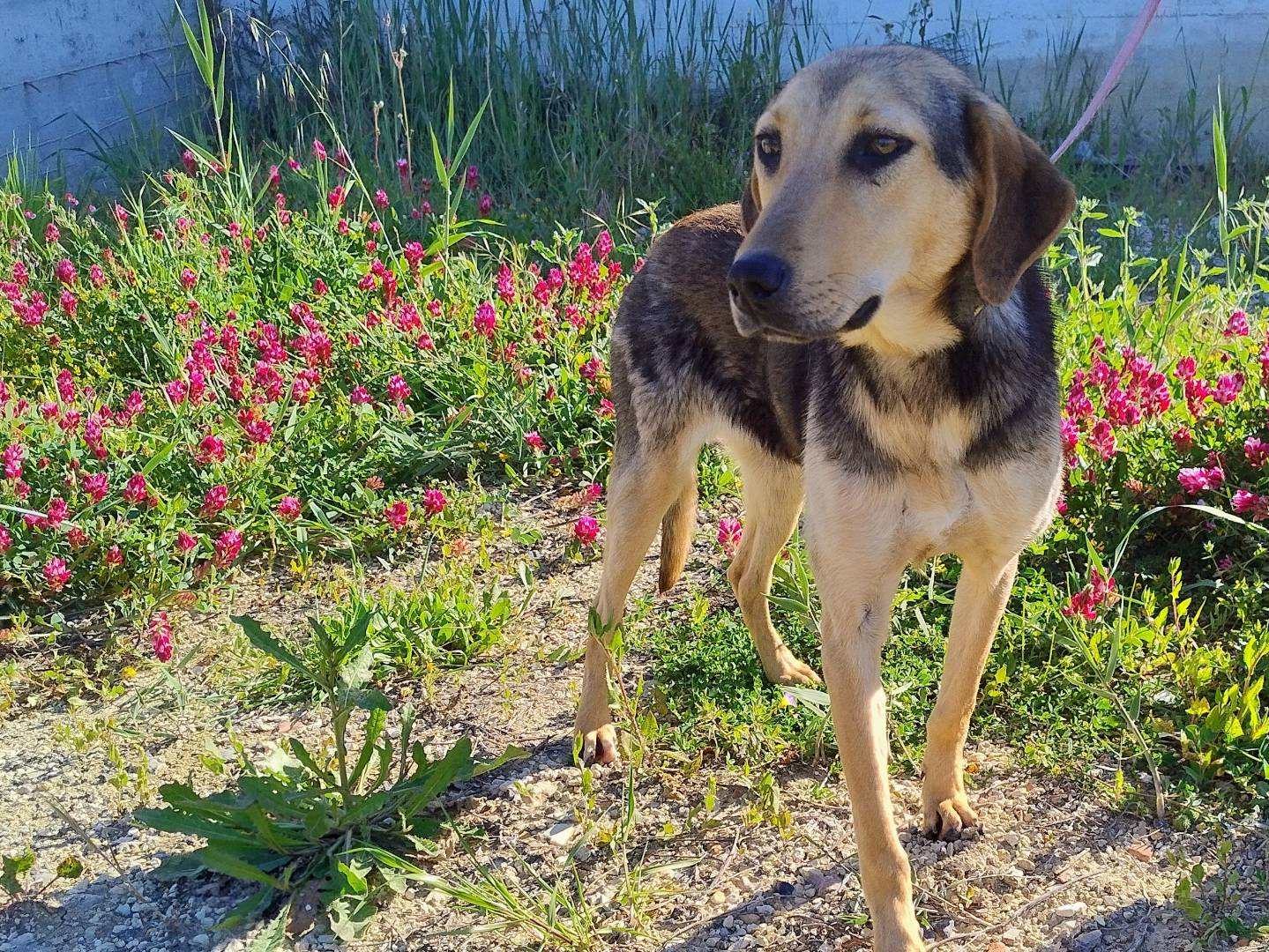 Foto dell'animale