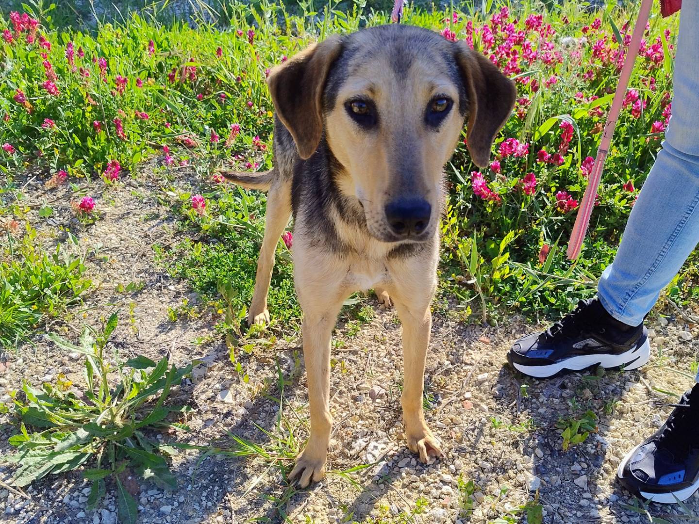 Vuoi adottare un cane a Ferrara?