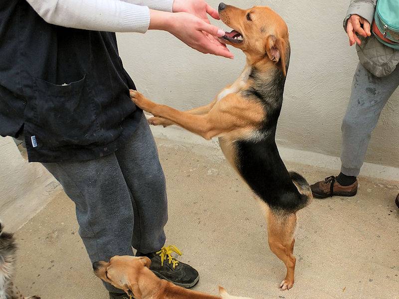 Adotta un cane, maschio, 1 anno e 3 mesi , Frosinone