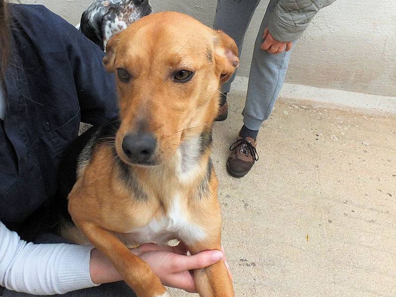 Adotta un cane, taglia media contenuta, maschio, Frosinone