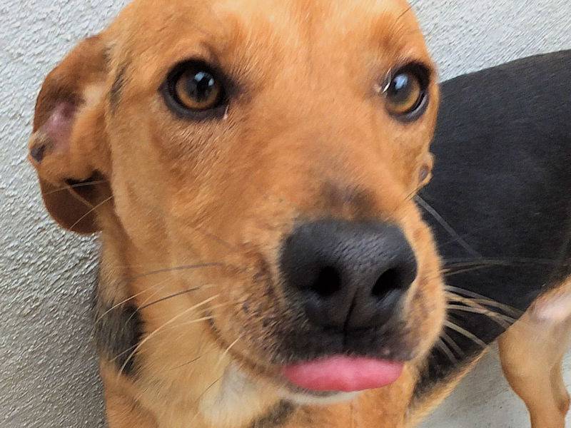 Vuoi adottare un cane a Frosinone?