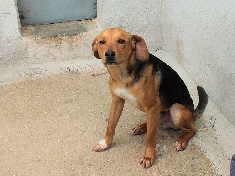 Adotta il cane BABA a Frosinone