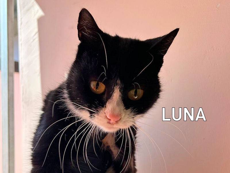 Adozione gatto, femmina, Razza sconosciuta Razza sconosciuta, 2 anni  e 11 mesi , taglia non valida, Frosinone