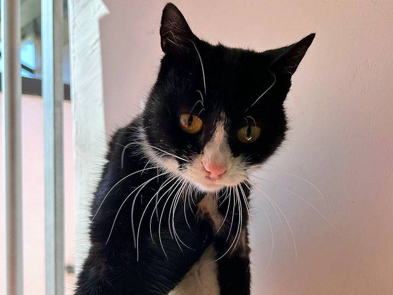 Adotta un gatto, femmina, 2 anni  e 11 mesi , Frosinone