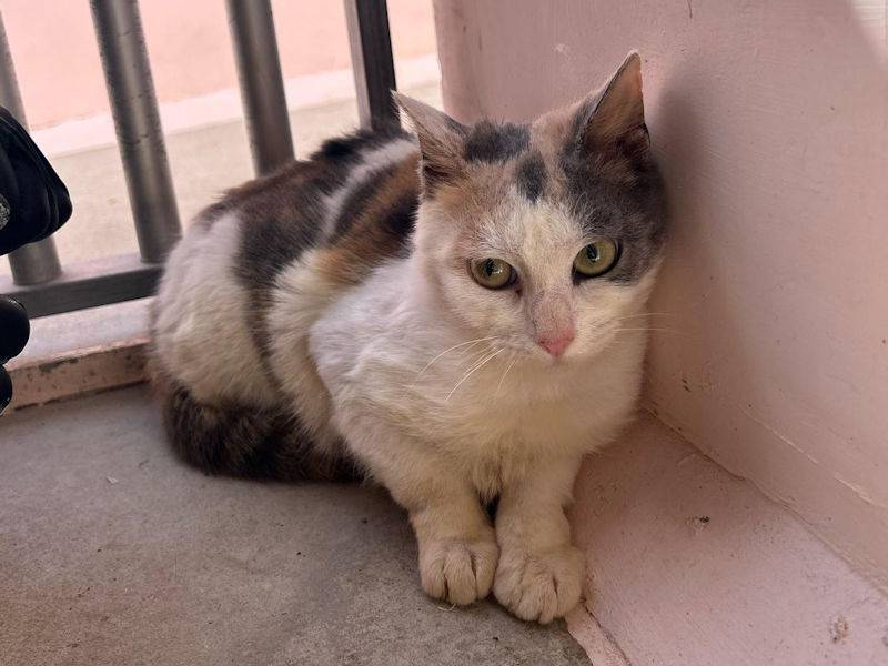 Adotta un gatto, femmina, 2 anni , Frosinone