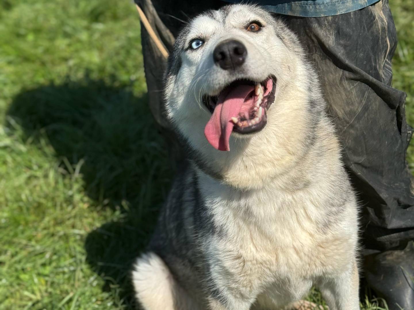 Adotta un cane, taglia media, femmina, Frosinone