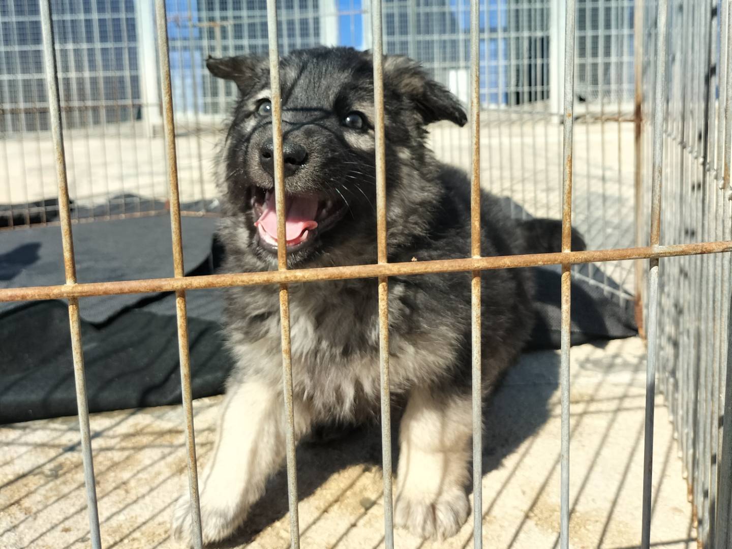 Foto dell'animale