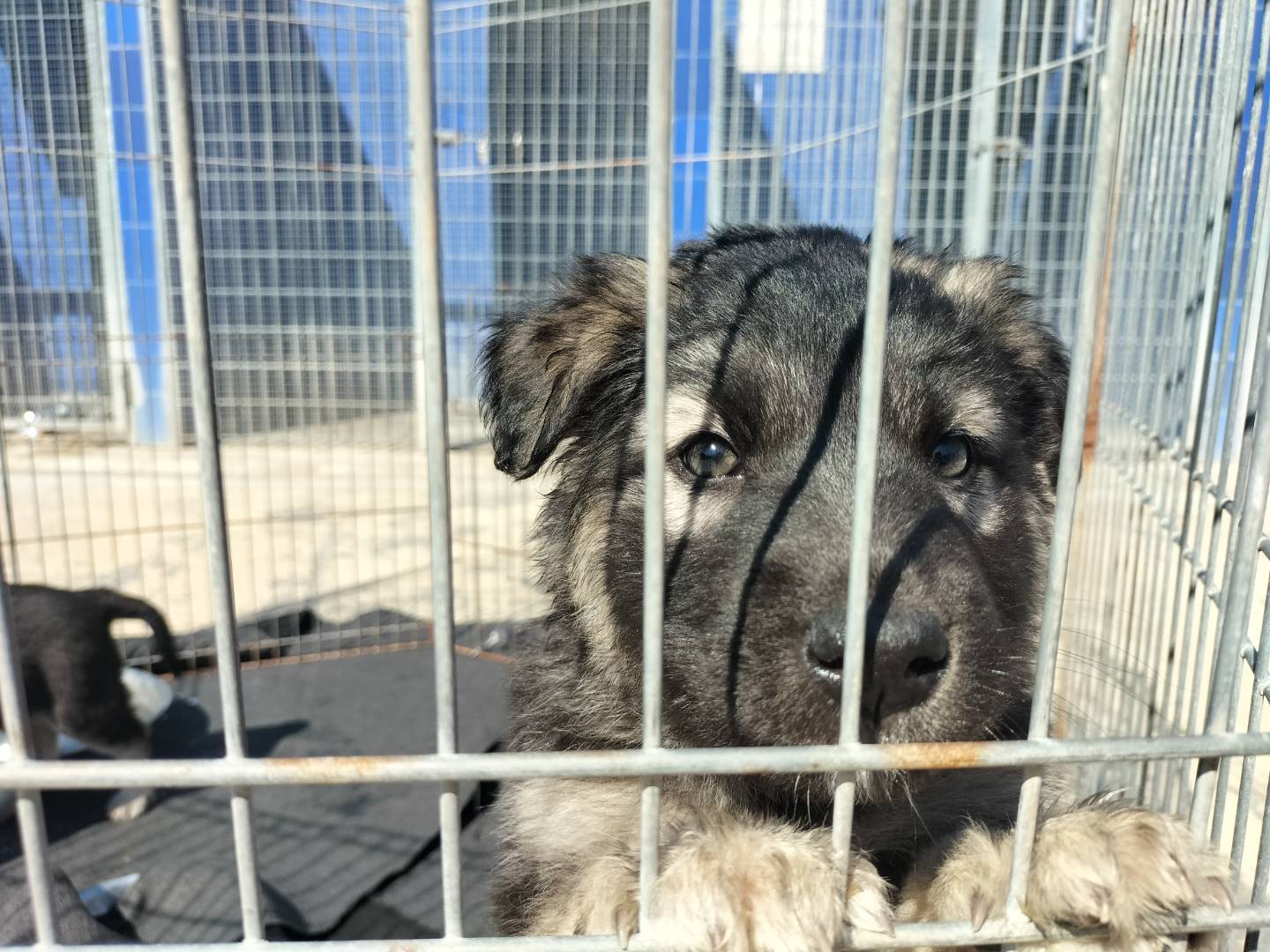 Adotta un cane, maschio, 3 mesi, Bari