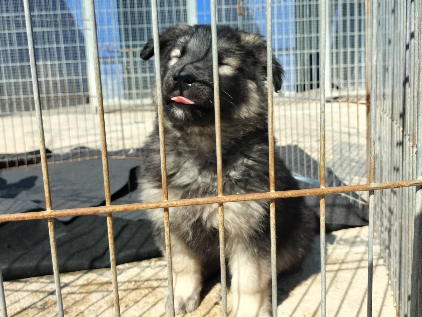Adotta un cane, taglia media, maschio, Bari