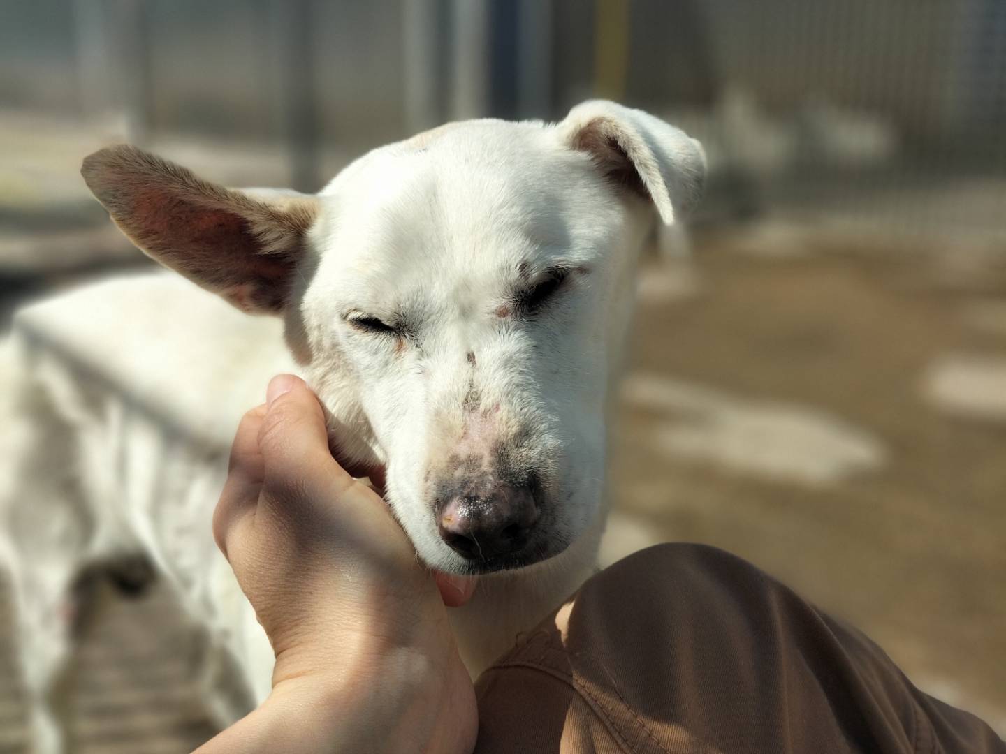 Adozione cane, maschio, Volpino di Pomerania Razza sconosciuta, 8 anni  e 2 mesi , taglia piccola, Bari