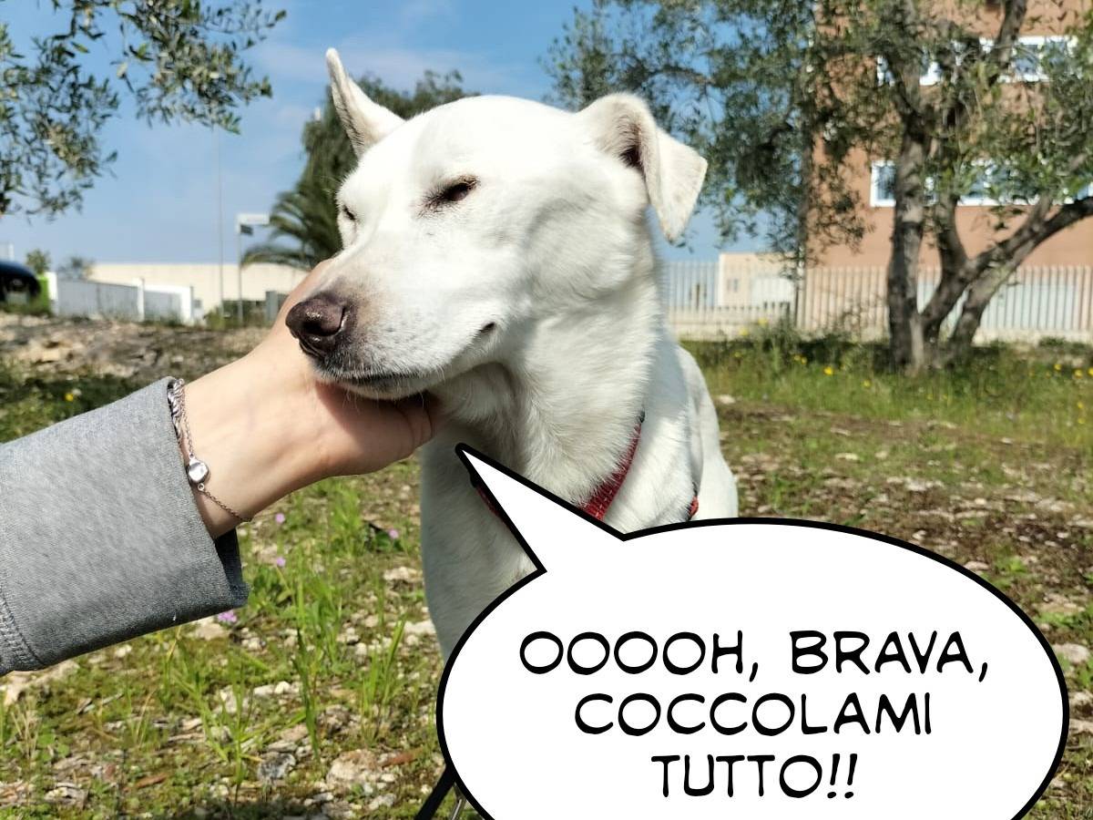 Adotta un cane, maschio, 8 anni  e 2 mesi , Bari