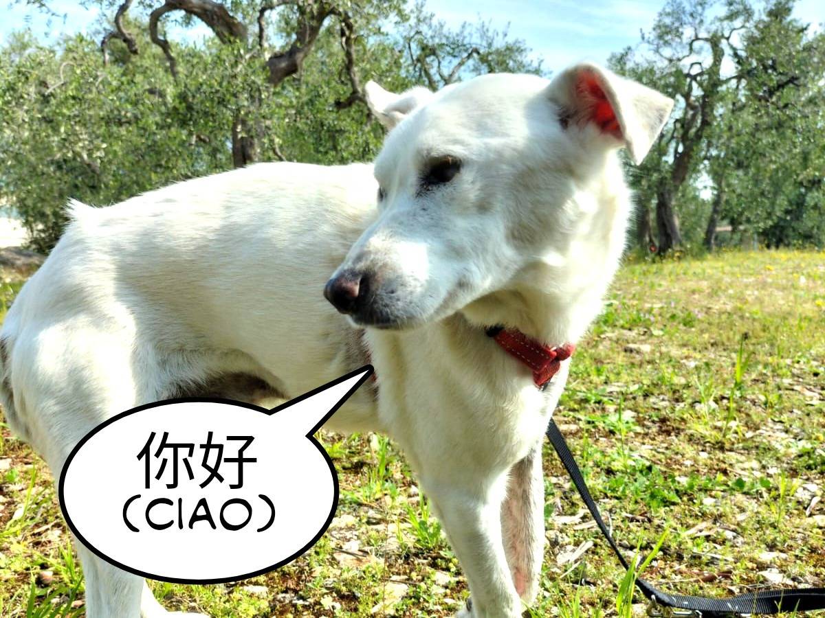 Adotta un cane, taglia piccola, maschio, Bari