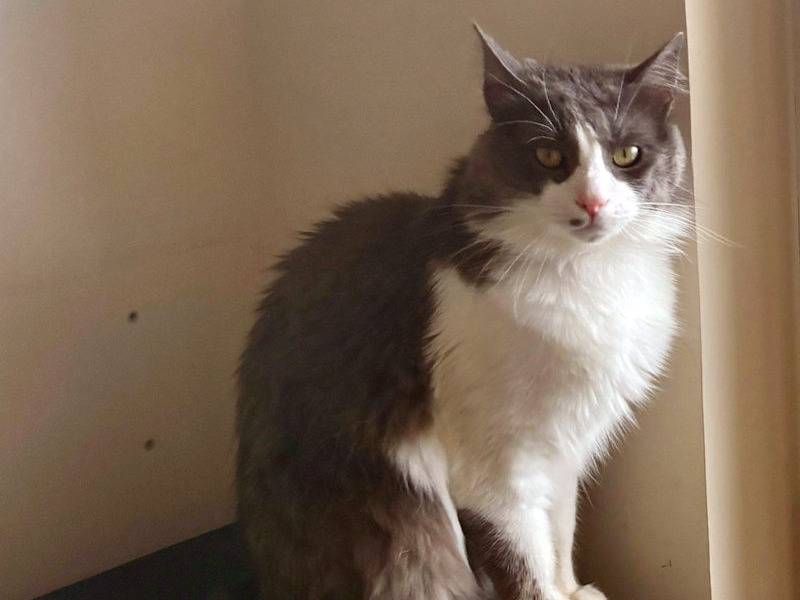 Adotta un gatto, maschio, 3 anni  e 3 mesi , Frosinone
