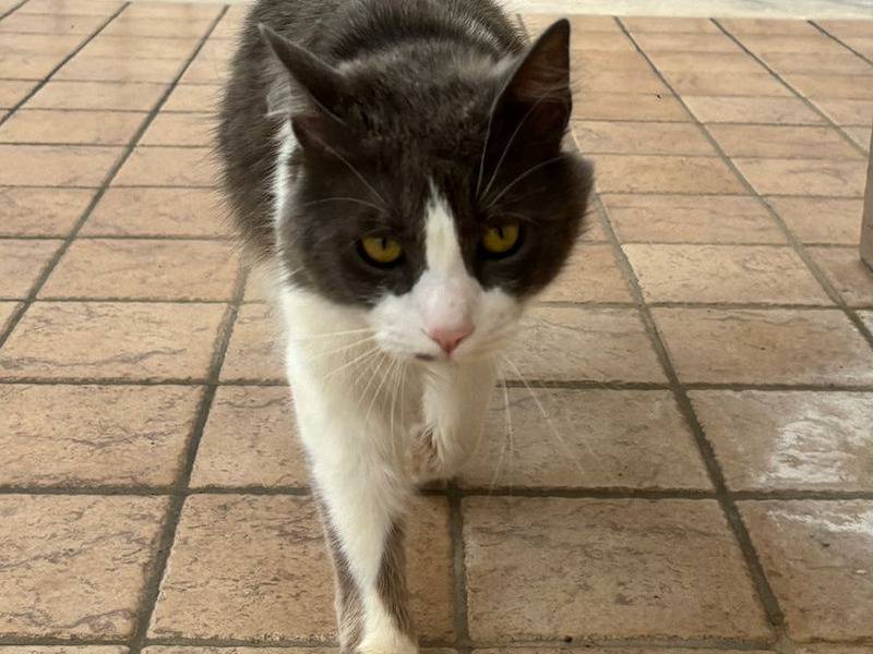 Adotta un gatto, taglia non valida, maschio, Frosinone
