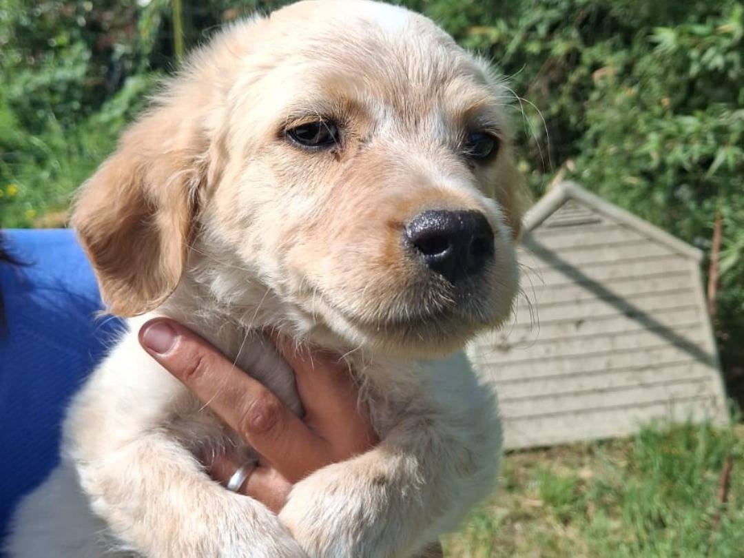Adozione cane, maschio, Razza sconosciuta Razza sconosciuta, 4 mesi, taglia media, Salerno
