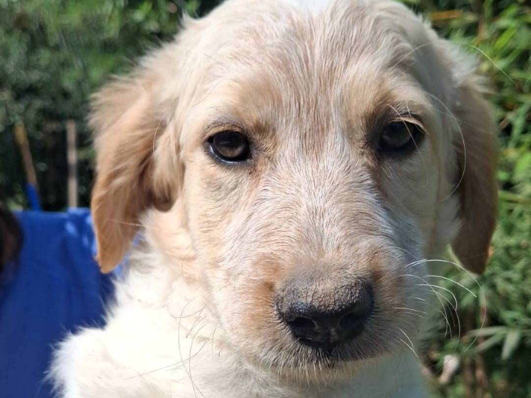 Adotta un cane, maschio, 4 mesi, Salerno