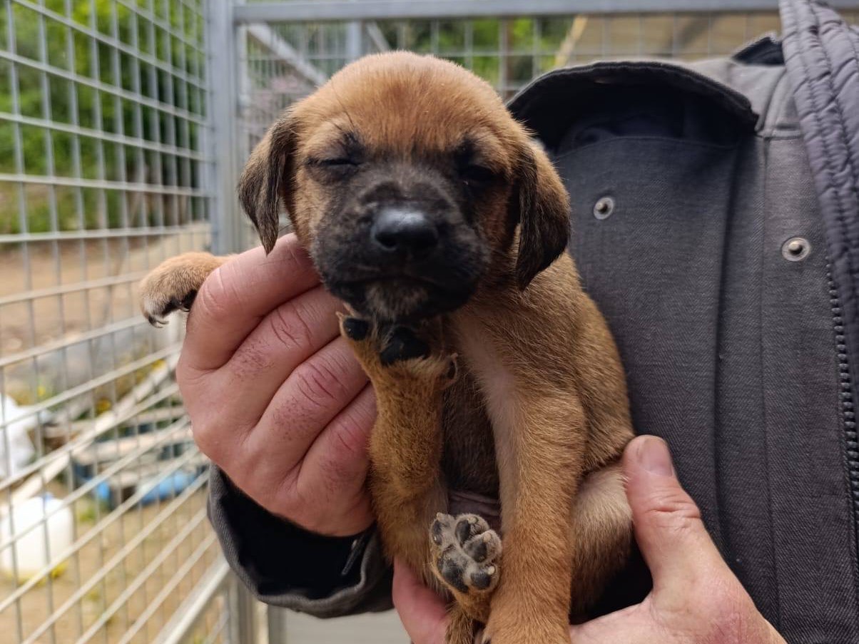 Adotta un cane, maschio, 0 mesi, Catanzaro