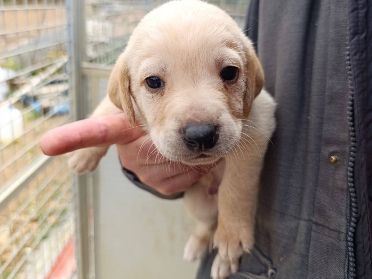 Adotta un cane, taglia piccola, maschio, Catanzaro