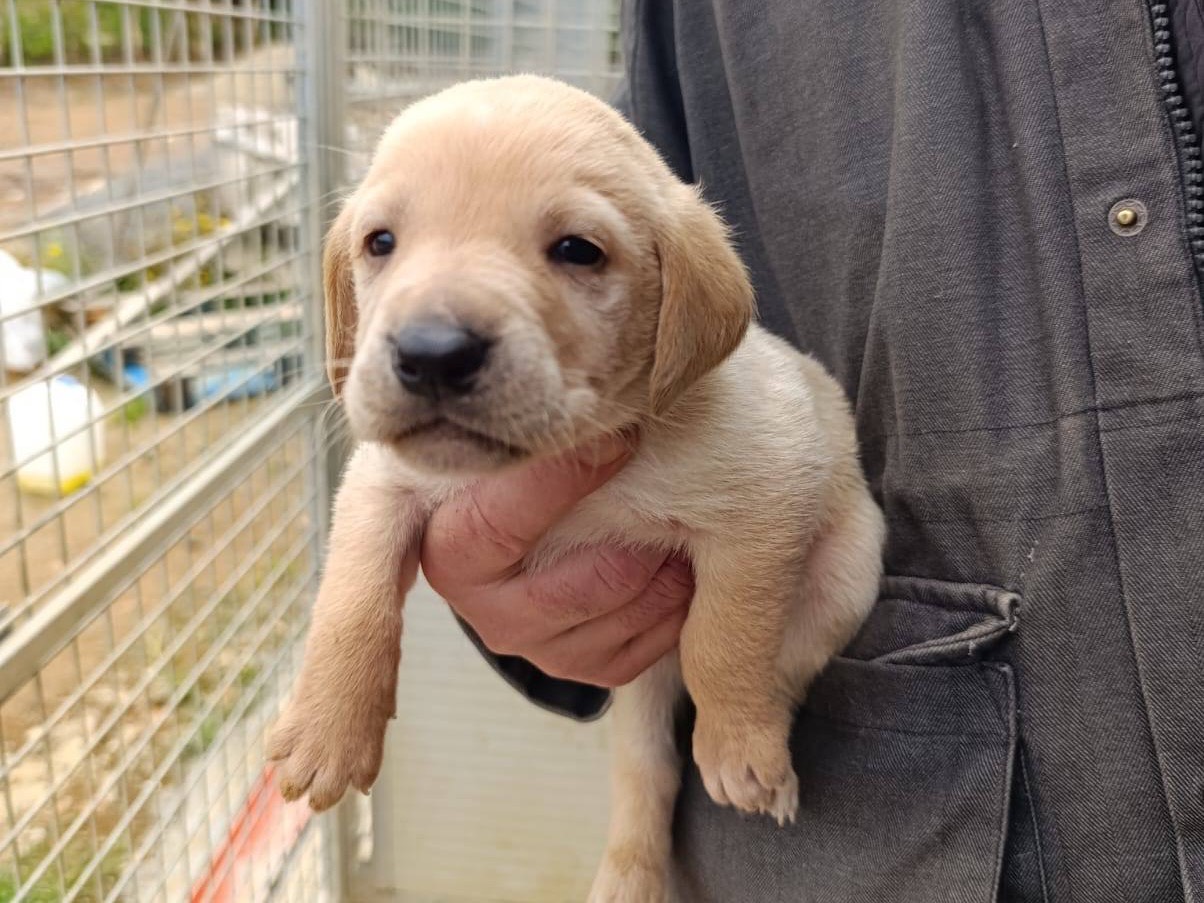 Vuoi adottare un cane a Catanzaro?
