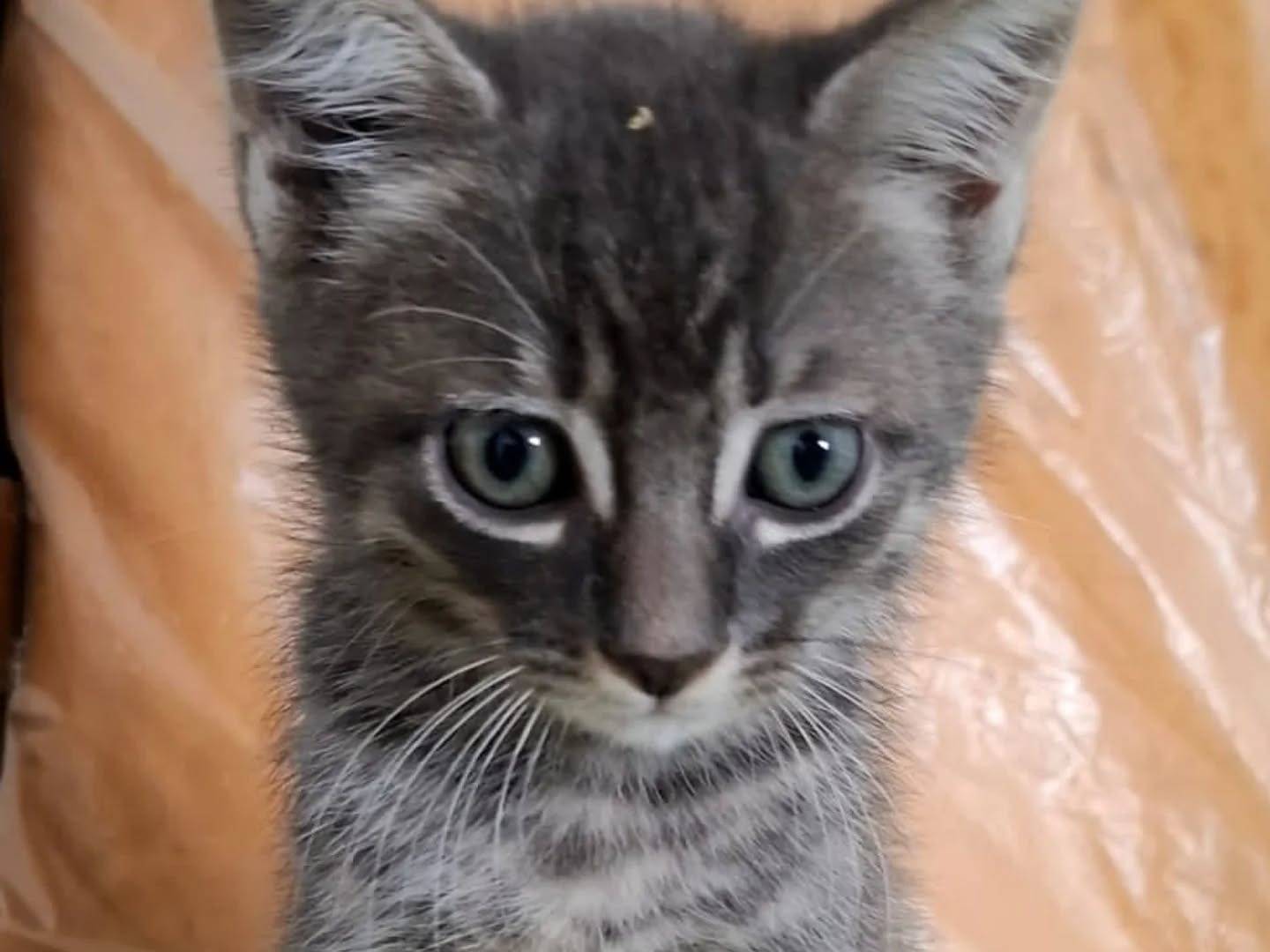 Adotta un gatto, maschio, 2 mesi, Latina