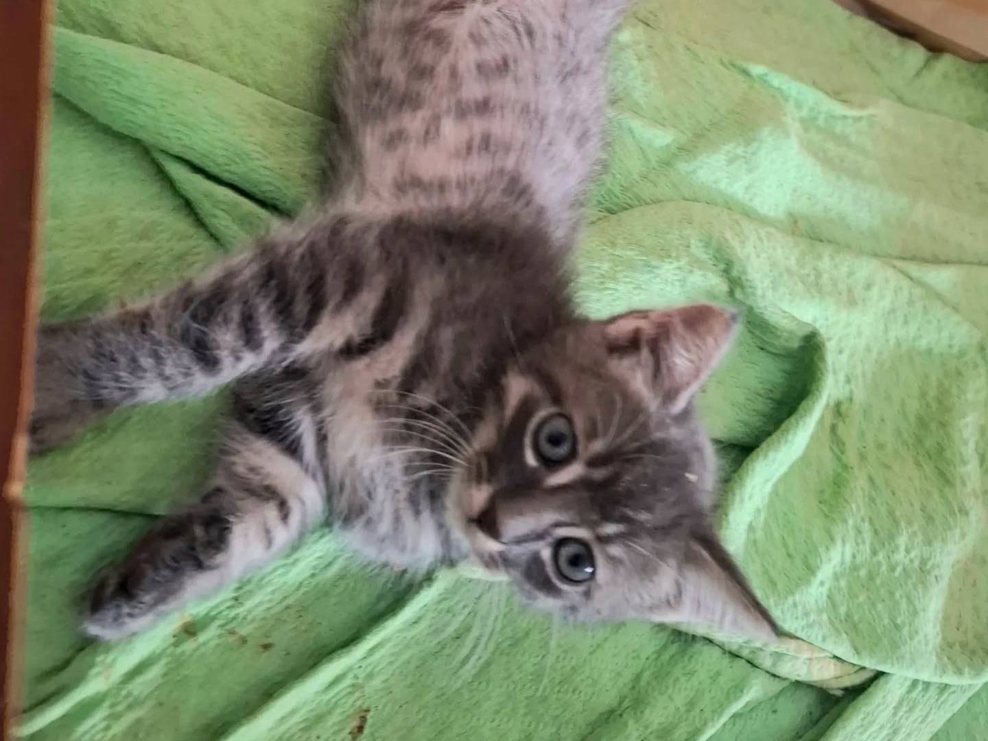 Adotta un gatto, taglia non valida, maschio, Latina
