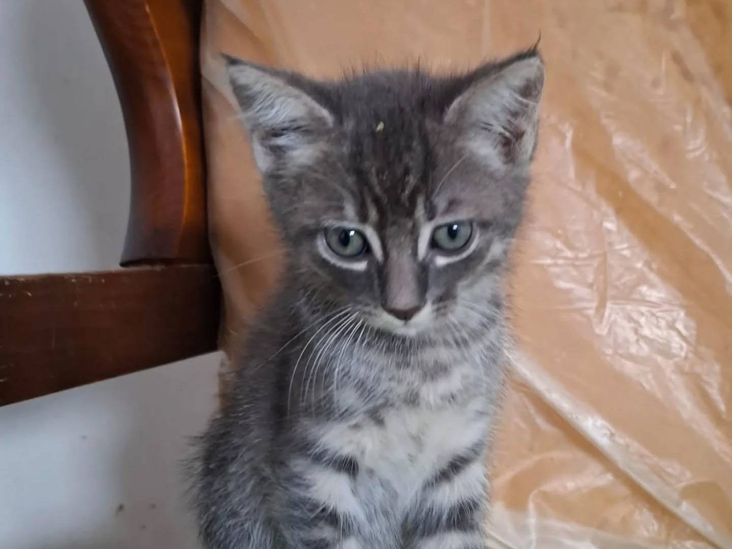 Vuoi adottare un gatto a Latina?