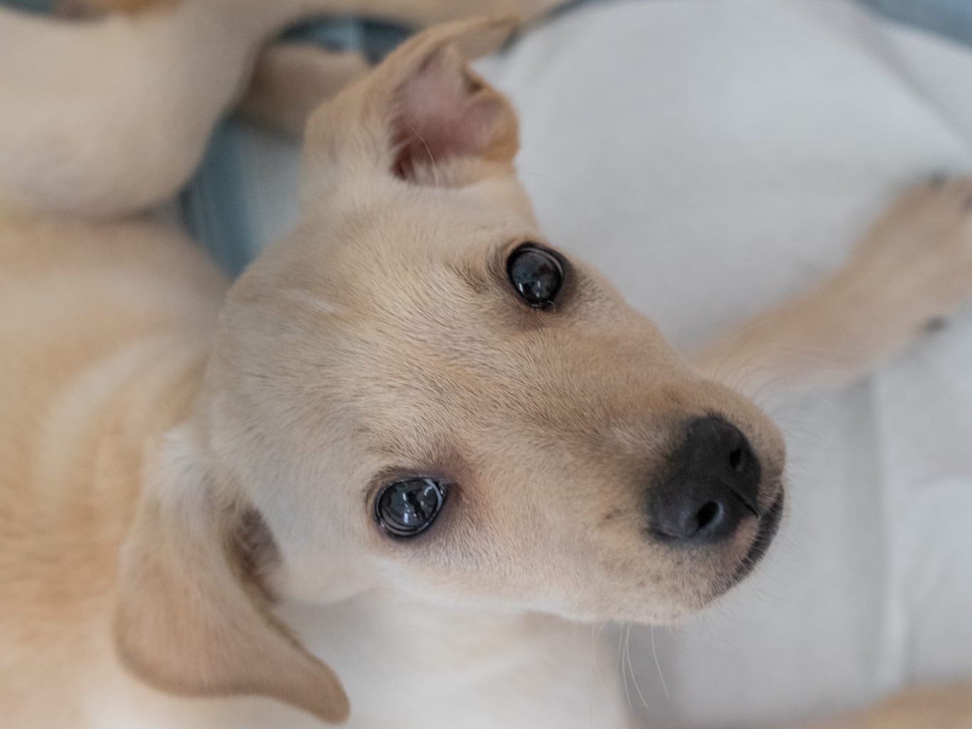 Adotta un cane, femmina, 2 mesi, Sassari