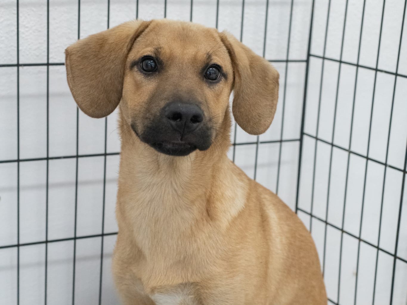 Adotta un cane, maschio, 3 mesi, Sassari