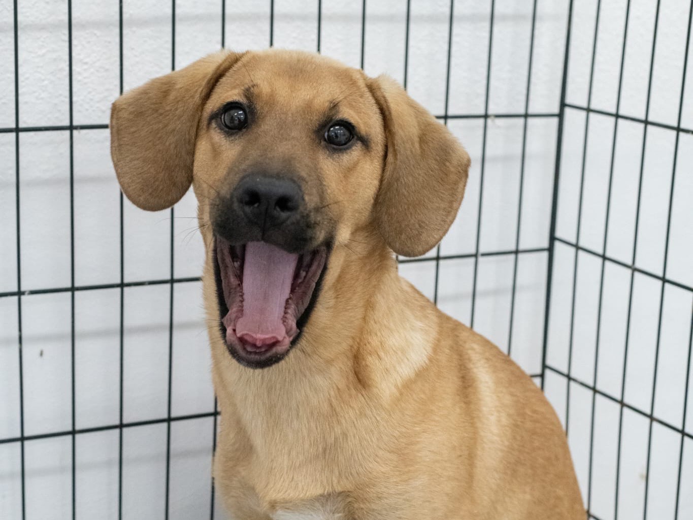 Adotta un cane, taglia media, maschio, Sassari