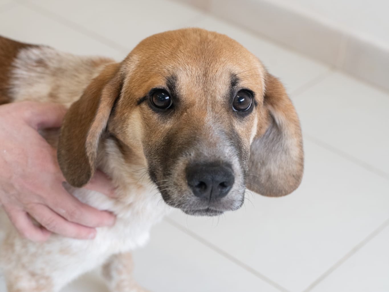 Adotta un cane, femmina, 2 mesi, Sassari