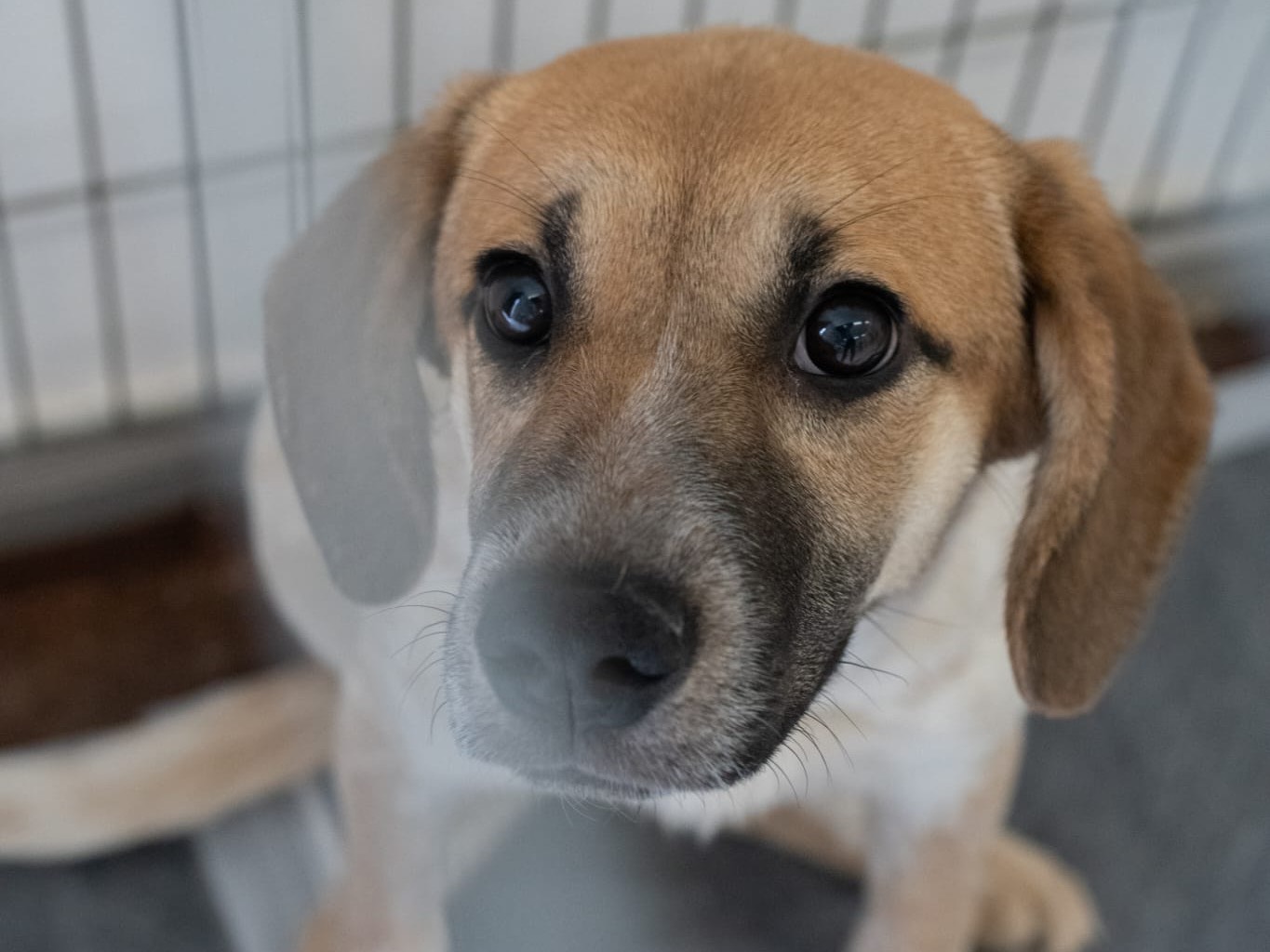 Adotta un cane, taglia media, femmina, Sassari