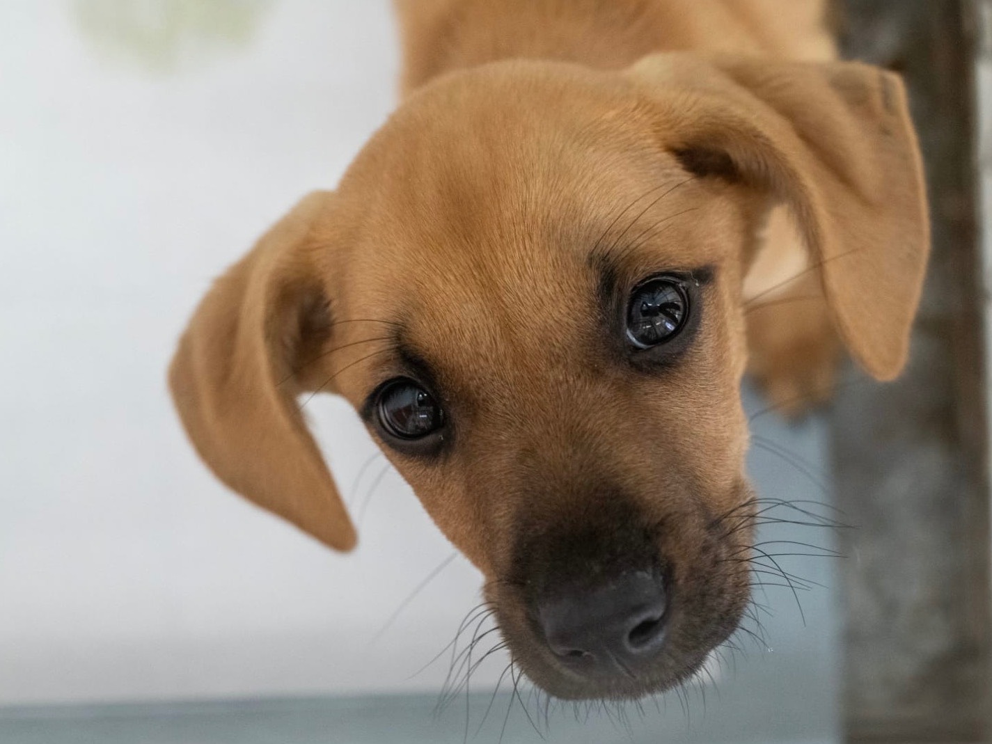 Foto dell'animale