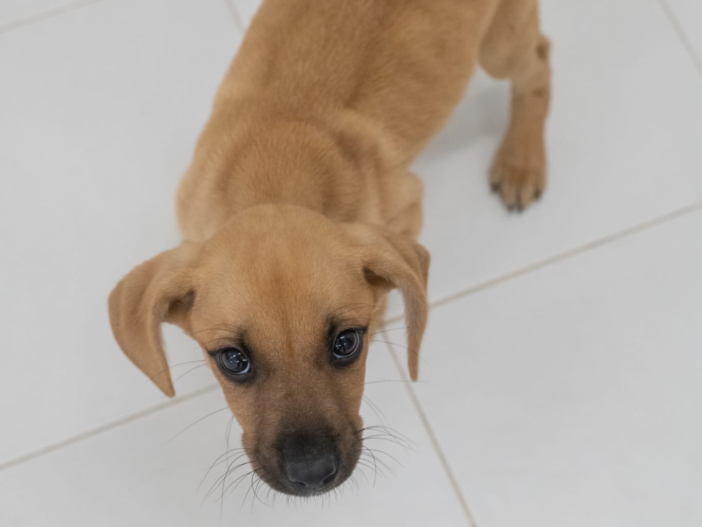 Adotta un cane, maschio, 2 mesi, Sassari