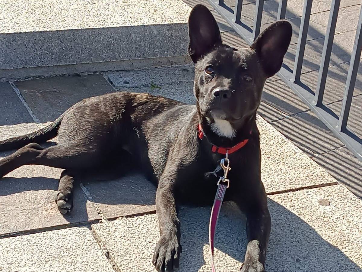 Adotta un cane, femmina, 9 mesi, Chieti