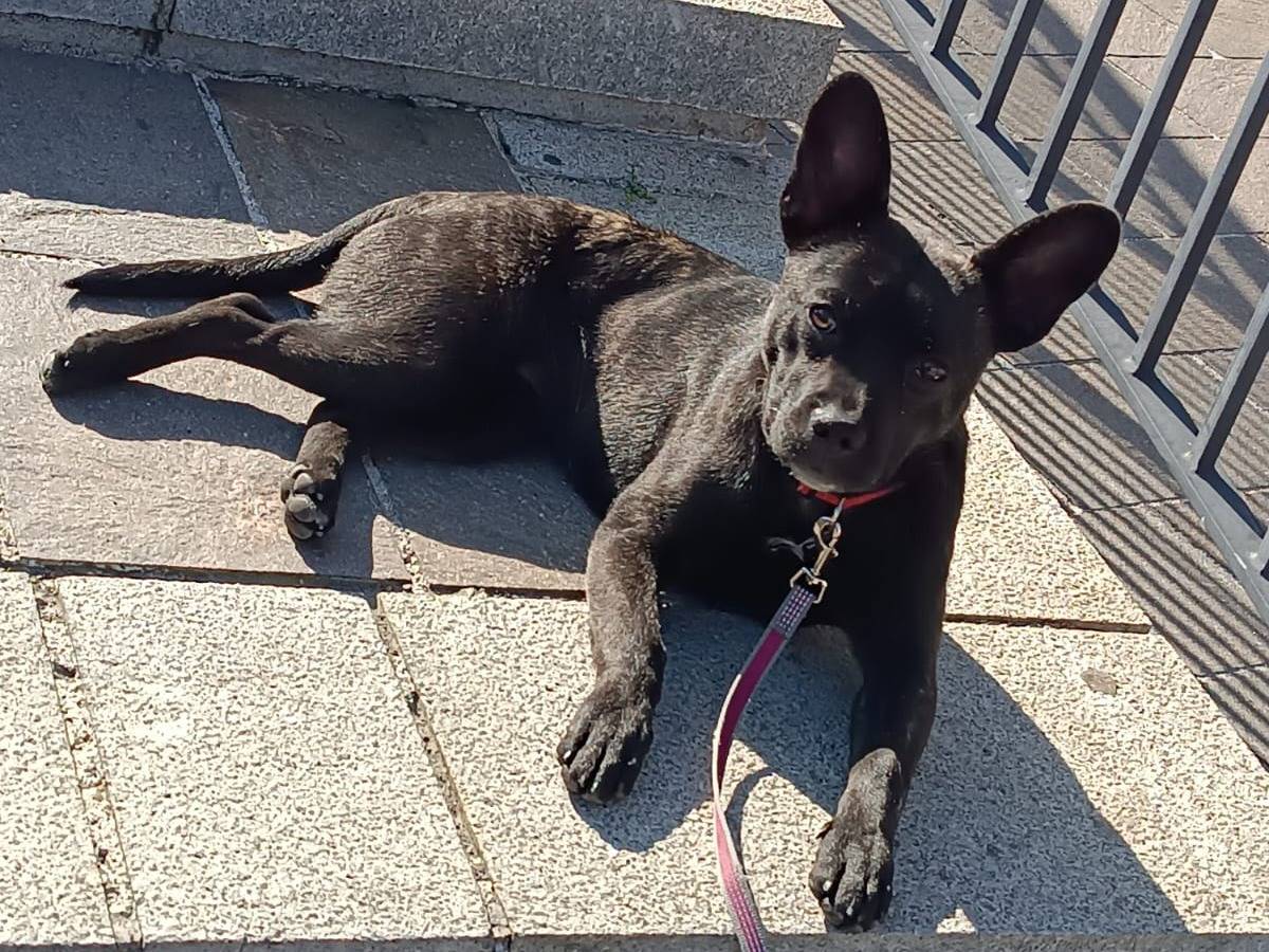Adotta un cane, taglia piccola, femmina, Chieti
