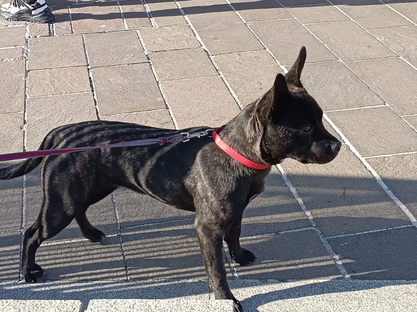 Vuoi adottare un cane a Chieti?
