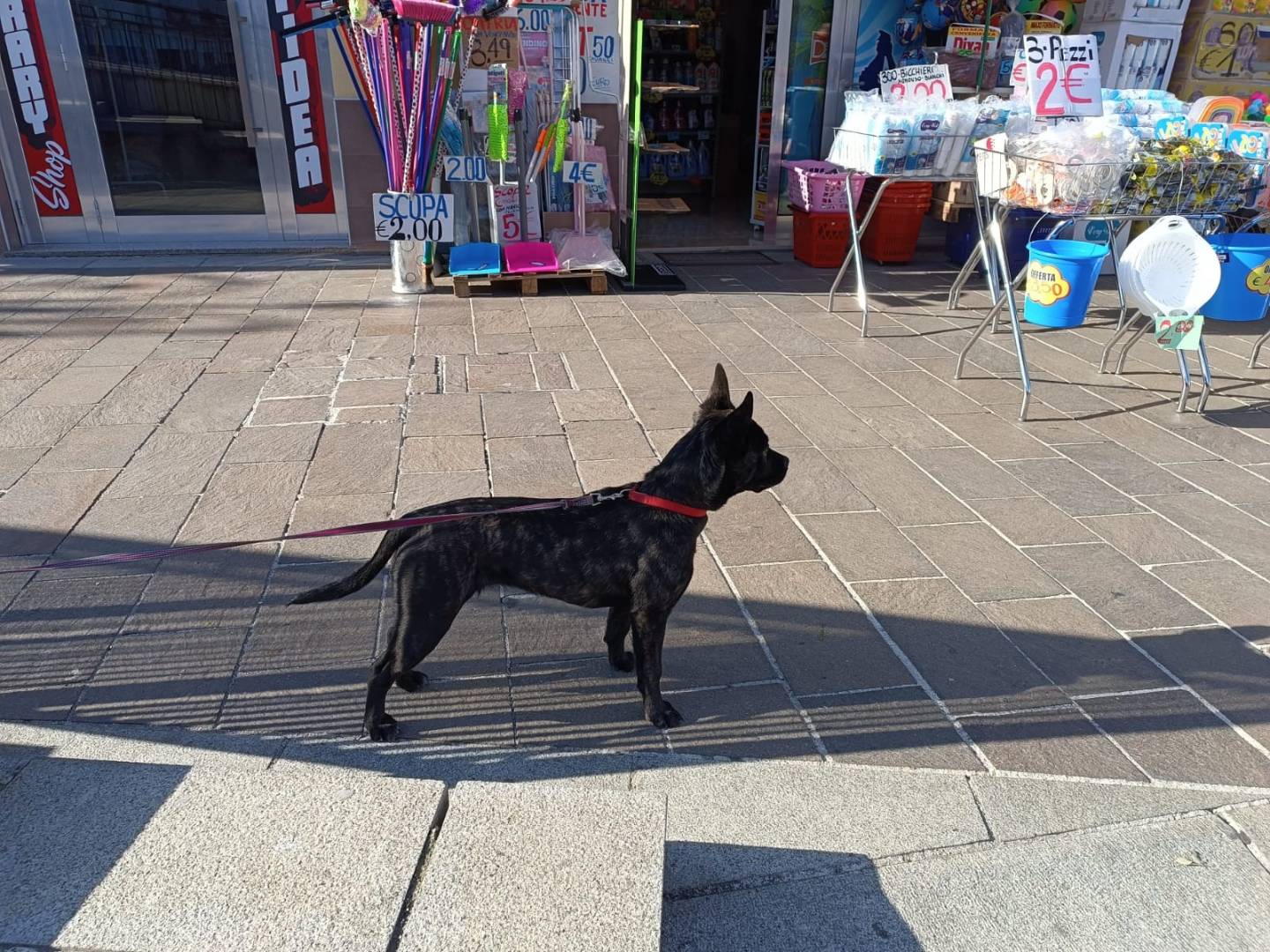 Adotta il cane Kira a Chieti