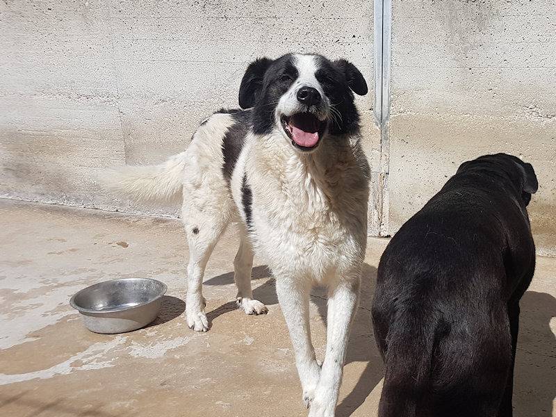 Adotta un cane, taglia media, maschio, Frosinone