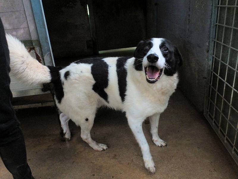 Adotta il cane ARES a Frosinone