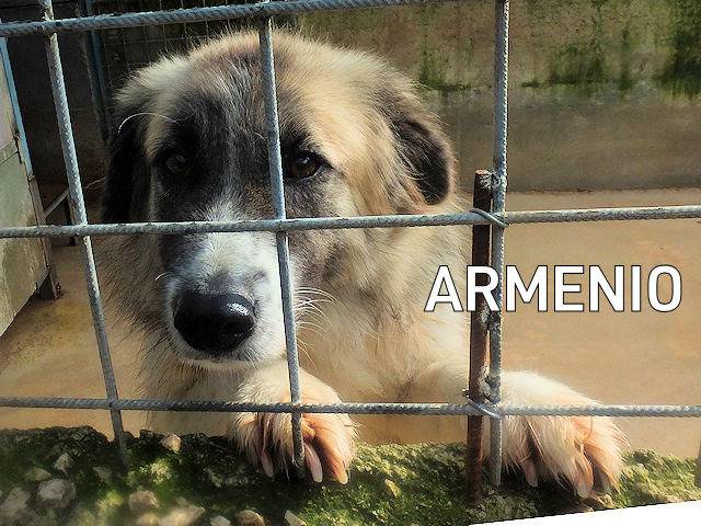 Foto 1 dell'animale