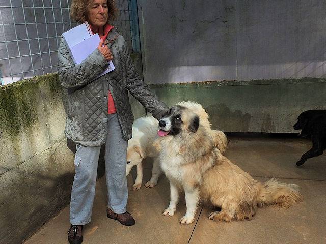 Adotta un cane, taglia gigante, maschio, Frosinone