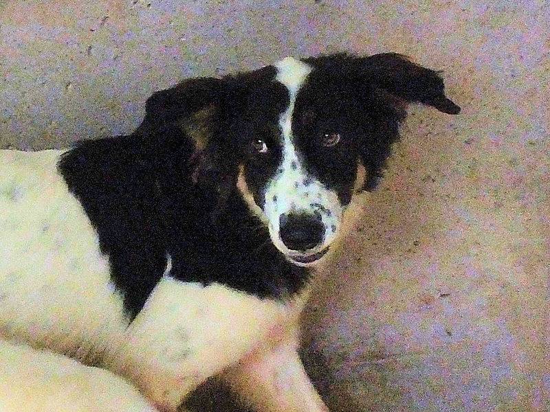 Foto 2 dell'animale