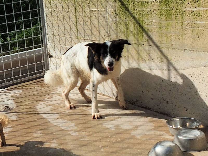 Foto 3 dell'animale