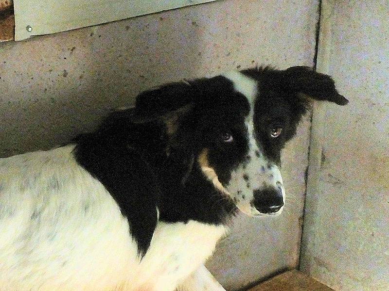 Adotta il cane JIM a Frosinone