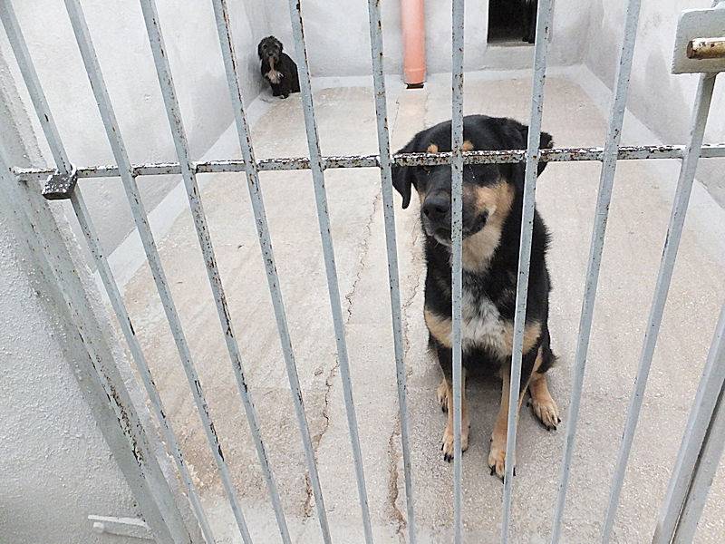 Adotta un cane, taglia grande, femmina, Frosinone