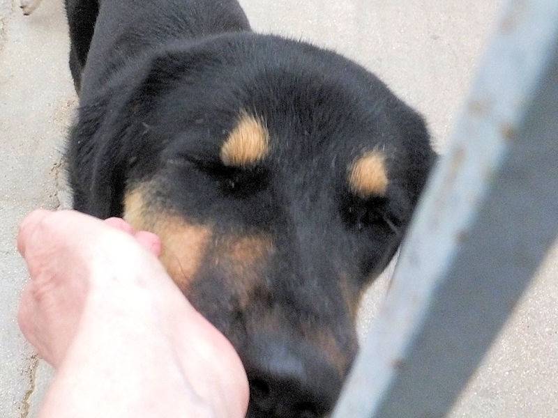 Vuoi adottare un cane a Frosinone?