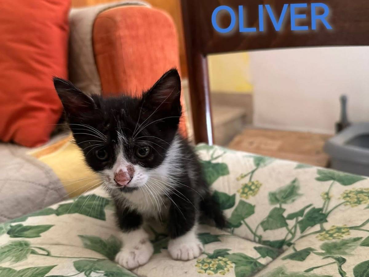 Foto dell'animale