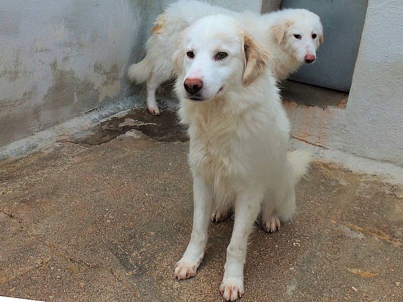Adotta un cane, taglia media, maschio, Frosinone