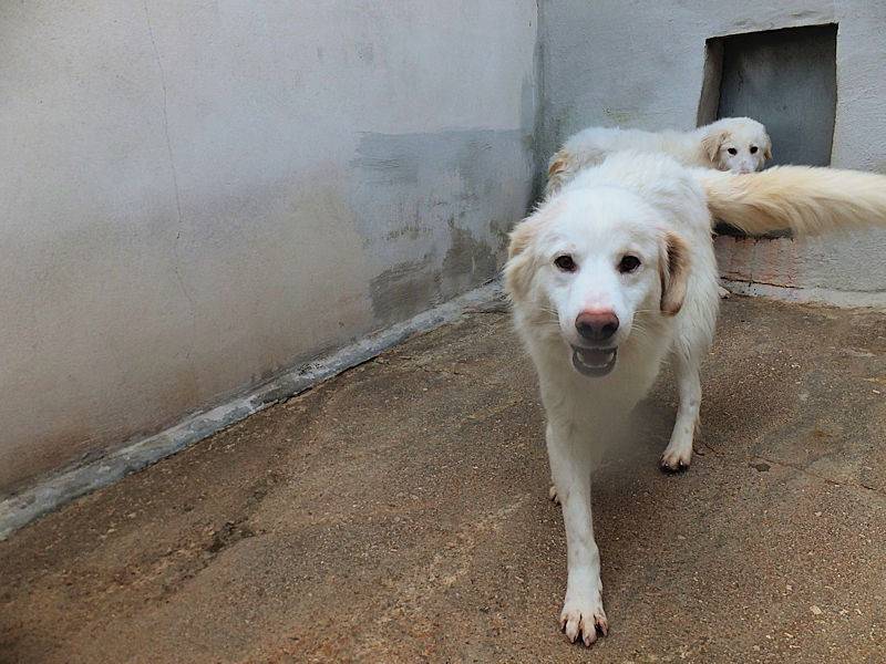 Vuoi adottare un cane a Frosinone?
