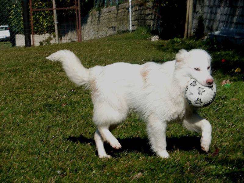 Adotta il cane ALAN a Frosinone